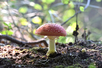 fly amanita