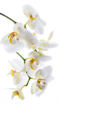 Naklejka na ściany i meble White orchids with yellow centre isolated on white background.