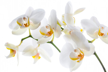 Fototapeta na wymiar White orchids with yellow centre isolated on white background.