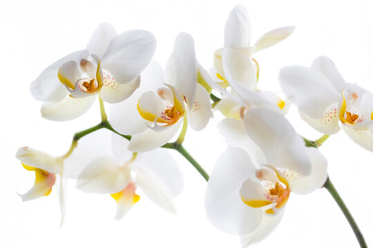 White Orchids With Yellow Centre Isolated On White Background.