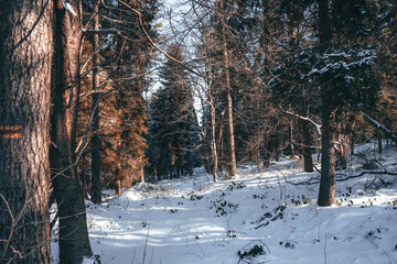 Zimowy klimat w lesie - obrazy, fototapety, plakaty