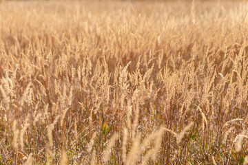Autumn meadow grass illuminated by bright sunlight (Selective focus, bokeh)