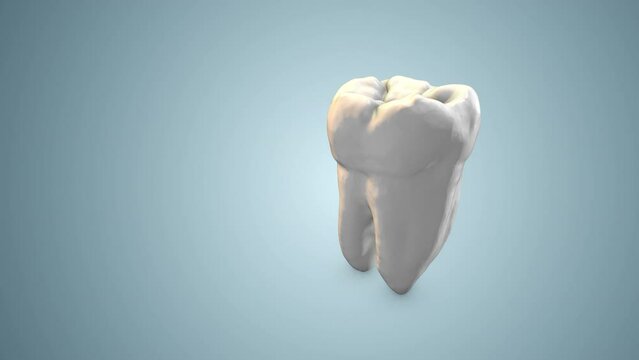 Human tooth anatomy animation abstract