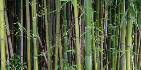 Bamboo bacground banner size
