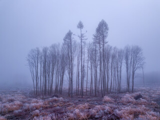 tree in deforested landscape , mystical winter