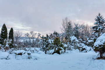 Fototapeta na wymiar beautiful winter garden covered by snow
