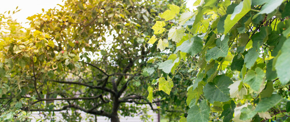Closeup beautiful view of nature green leaf on greenery blurred background with sunlight and copy space.	