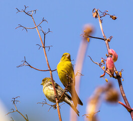 Atlantic canary