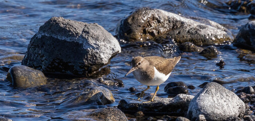 Common Sandpiper