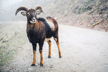 Young male mouflon on a foggy day