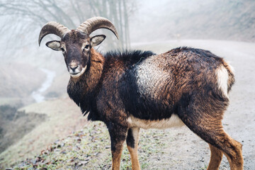 Young male mouflon on a foggy day