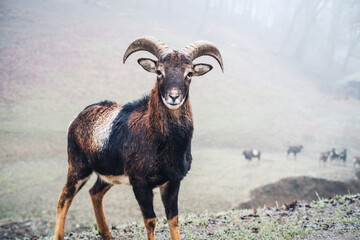 Young male mouflon on a foggy day
