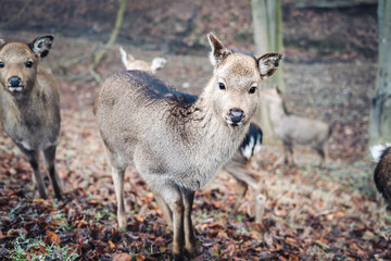 Baby Sika deer in a foggy forest