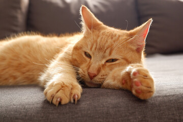 A ginger cat is lying on the sofa near the girl scrolling the tape on the phone in the background. Woman after a bath in a warm bathrobe uses a smartphone on the couch, a cute red cat.