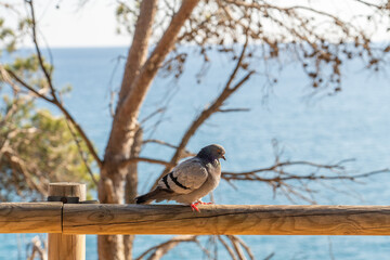 one neat pigeon sits on a fence against the background of a blurred sea