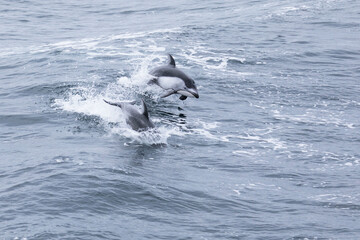 Common dolphins jumping on the waves. Sea of Okhotsk