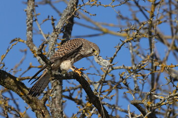 common kestrel (Falco tinnunculus) after hunting with a mouse  Germany