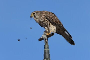 common kestrel (Falco tinnunculus) after hunting with a mouse  Germany