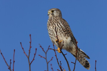 common kestrel (Falco tinnunculus)   Germany