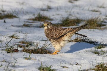 common kestrel (Falco tinnunculus)   Germany