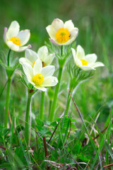 Big bush of blooming Pulsatilla patens