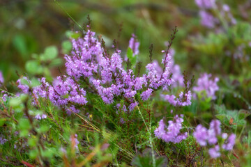 Blooming heather bushes close up