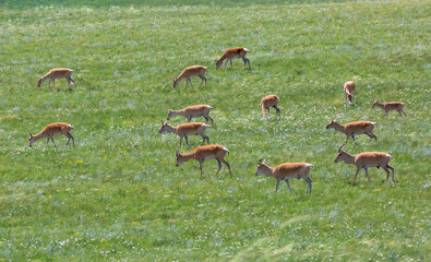 Herd of dzeren or Mongolian gazelle on green grass. Zabaykalsky Krai. Russia