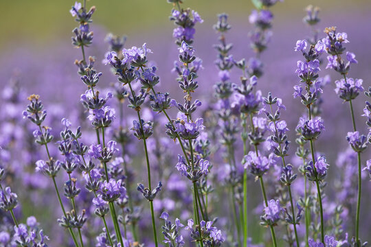 Purple violet color lavender flower field closeup background. Selective focus used © Shchipkova Elena