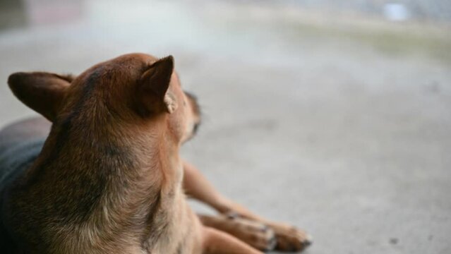 Domestic brown stray dog resting and lonely in rainy day