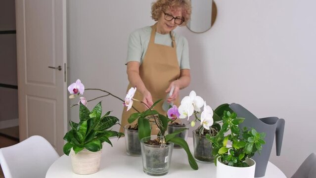 Senior Woman is spraying for House Plant orchids