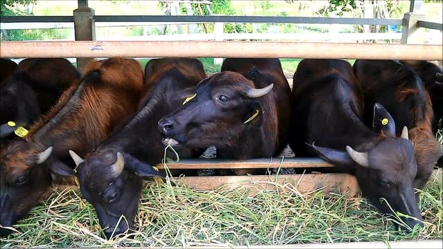 Footage of Gang of Murrah Buffaloes in a Dairy Farm Eating Grass Happily