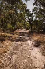 Fototapeta premium path in the woods