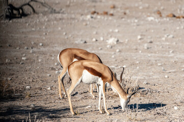 Two Impalas -Aepyceros melampus- grazing on the plains of Etosha National Park, Namibia.