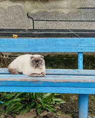British cat lies on a bench on the street