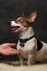 Jack Russell Terrier dog sitting on white fur