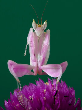 Pink Orchid Mantis (Hymenopus coronatus) perched on a flower.
