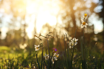 Fresh grass and narcissus flowers growing in the forest at spring