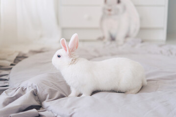 White Easter Bunny in a light gray interior