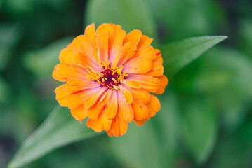 Beautiful Orange zinnia flower. Close-up. Selective focus. Background. Texture. Zinnia​ flower​s​ are​ dried​ and​ ground​ into​ a​ power​ for​ making​ tea​