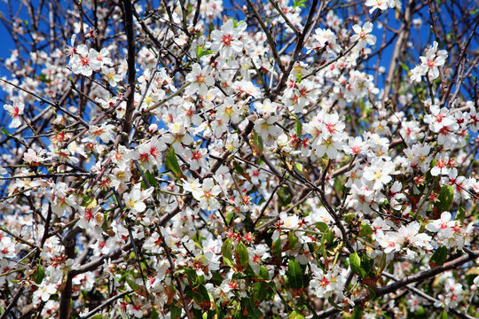 Almond tree flower blossom on a branch during the spring season of  March and April with a clear blue sky which is also found on an apple cherry or pear tree, stock photo image