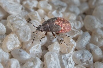 young insect Lygaeidae nymph stage