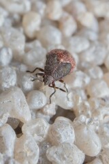 young insect Lygaeidae nymph stage