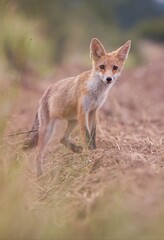 Red fox cub