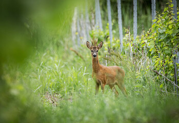 Deer in the grass