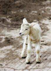 Spring lamb standing on farmland, black and white image.