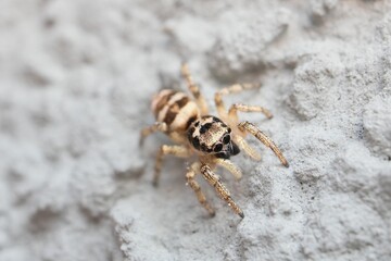 little zebra spider head and eye detail