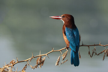 White Throated Kingfisher (Halcyon smyrnensis).