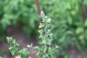 Inflorescence of small white flowers Melissa officinalis in the garden on a green background	