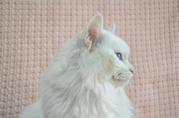 Portrait of beautiful white Angora cat in profile. Portrait of fluffy white Turkish angora close-up.