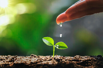 hand watering to small tree with sunshine. earth day eco concept